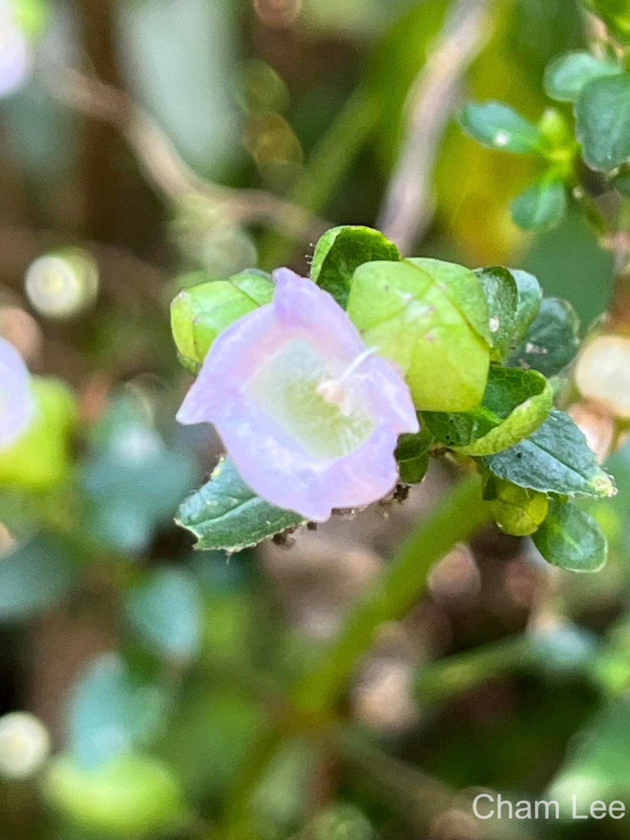 Strobilanthes glandulata Nilanthi et al.